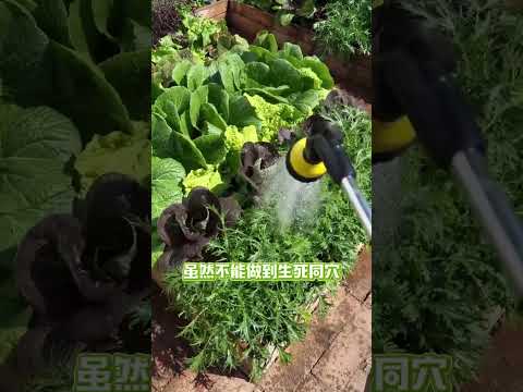這些蔬菜種在一起吃也吃不完 #我的小菜園 #樓頂菜園 #田園生活 #garden