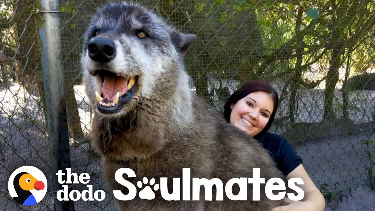 Wolf Dog Who Growls At Everyone Else Snuggles With His Best Friend Soulmates