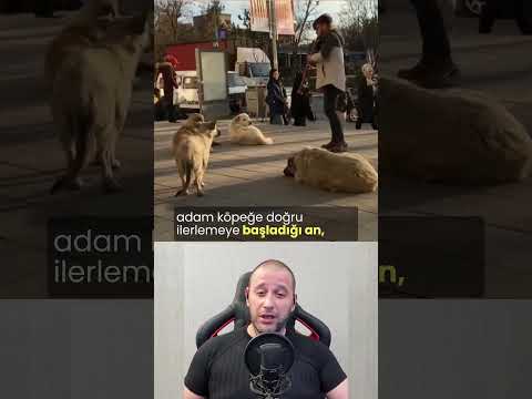 Klarnet ve Sürü #köpekadam #köpekler #köpek #sokakmüziği #dog #dogs #straydogs