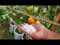 Fertilizer Knowledge for Tomato Cultivation