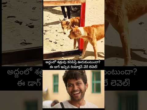 Dog Fights With Its Own Reflection! 🐶😂 #viralvideo #trending #comedy #dog #shorts