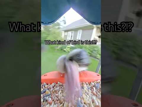 What big tongue you have Mr. Bird