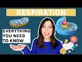 Cellular Respiration Processes and Products