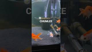 The new goldfish
