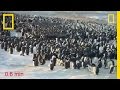 Emperor Penguins and Their Huddle Dynamics
