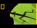 Anolis Lizard Behavior in Costa Rican Rainforest