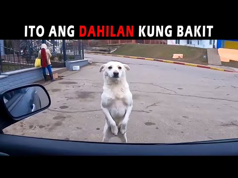 Napatayo at tinititigan niya ang nasa loob ng sasakyan - Ang Nangyari ay Hindi Mo Aakalain!