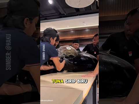 Tuna Indonesia Dijual Miliaran di Jepang! Tapi Kita Nggak Pernah Cicip? #shorts #bluefintuna #fyp