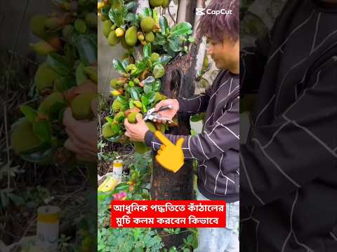 আধুনিক পদ্ধতিতে কাঁঠালের মুচি কলম / কাঁঠাল চাষ #facts #shorts #gardening