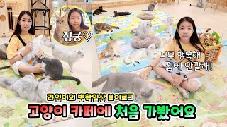 고양이 카페에 처음 간 라임이 스트레스 다 풀렸대요! 방학일상 브이로그 롤롤라임팸 