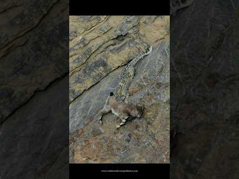 Snow Leopard attempts for a kill at Chicham Khas, Spiti. #spiti #winter #snowleopard