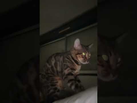 Votre chat aussi fait ca???