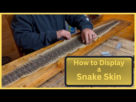 How to Mount a Rattlesnake Skin
