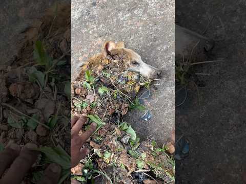 ഒന്ന് അനങ്ങാൻ പോലും കഴിയാതെ😒 #rescuedog #shorts