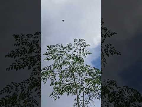 evening view #shorts @nirmal videos