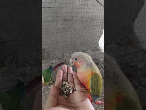Hand feeding pineapple conure🦜♥️#birds #conure #pets #handfeeding #cute #adoreble #parrot