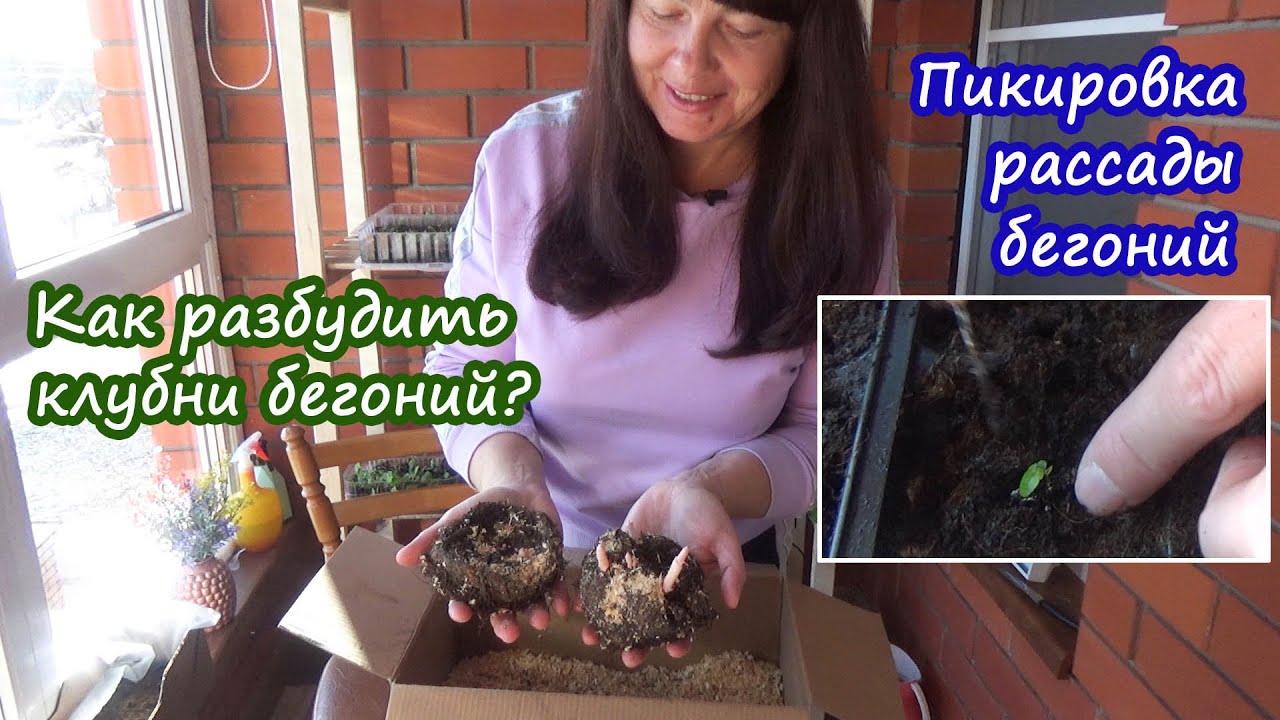 Как разбудить и посадить клубни бегоний после зимы? Как распикировать мелкую рассаду бегоний?