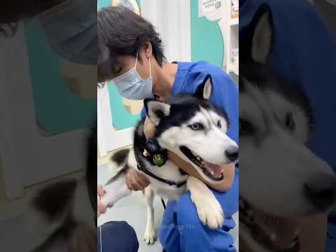 Episode 47 | dogs are afraid of shots 🤣🤣#dog #dogs #funnydogs #funnypetsmoments #funnyvideo