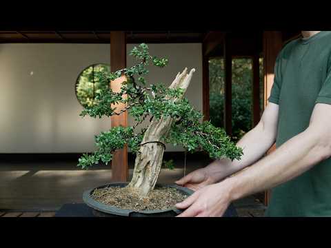 Styling and carving a Boxwood bonsai (Buxus)