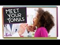Understanding Tonsils and Their Role