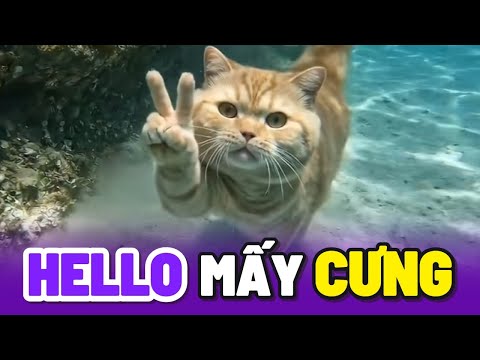 Tuyển Tập Mèo Cam Hài Hước Nhất Quả Đất 😂