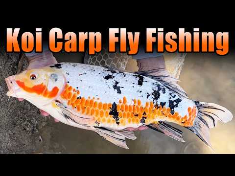 Koi Carp Fly Fishing