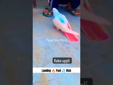 Kabootar Di Pani ? Vich Landing ?? Haey Garmi ☀️ #pigeon #shorts