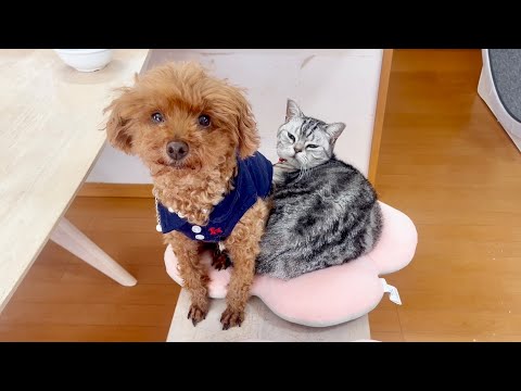猫の動画サムネイル - あいちゃんとレオくんの友情シリーズ。
