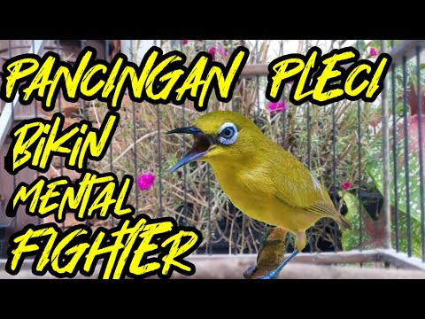 MASTERAN PLECI BIKIN MENTAL MENJADI FIGHTER TARUNG DI GANTANGA