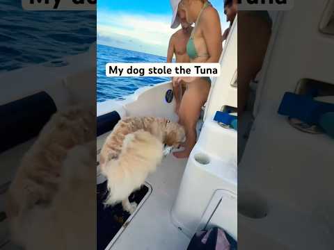 Like father like son #Fishing #shorts #fish #outdoors #ocean #boat #boats #wild #dog #dogs