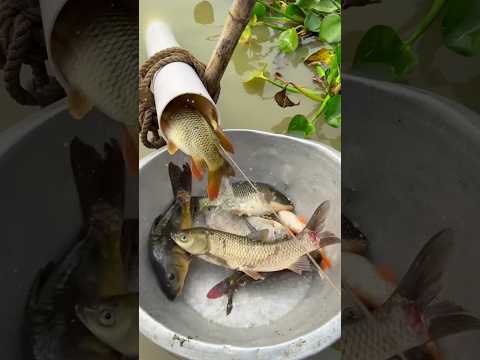 Village fishing method by plastic pipe #fishingtrap #fishvideo #shorts