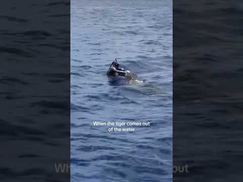 ?? #tigershark #sharkdiving #ocean #sharkdiver