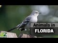 Florida Wildlife and State Symbols