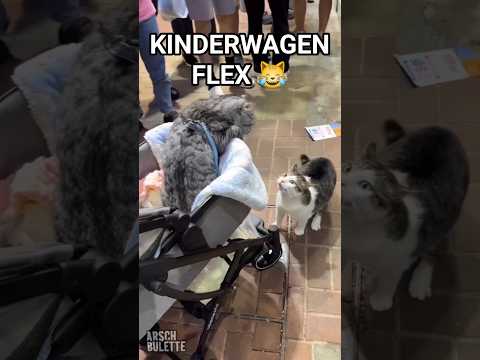 KATER FLEXT MIT KINDERWAGEN!😹#shorts @Arschbulette #cat #funny #katzen