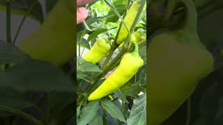 Please subscribe #garden #subscribe #gardening #thankyou #plants #support #pepper #growyourownfood
