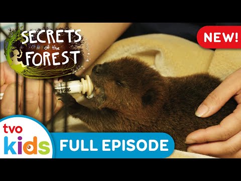 ✨ The Architect 🌳🍃 SECRETS OF THE FOREST - Season 1 Full Episode | TVOkids