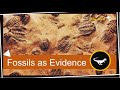 Fossils and Their Significance
