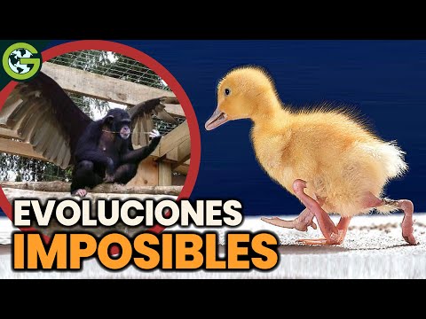 ¿Por qué NO Hay ANIMALES con RUEDAS o HUMANOS con ALAS? 🦄