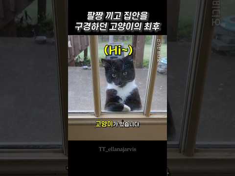 팔짱 끼고 집안을 구경하던 고양이의 최후