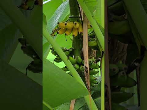 Village Banana #foryou #youtubeshorts #shortsfeed #banana #village