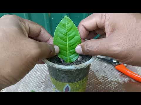 Growing lemon tree frow leaves