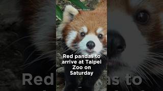 Red pandas to arrive at Taipei Zoo