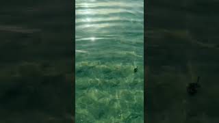 Hypnotic sun rays in the calm Caribbean ocean waves.  So peaceful.  #beachtherapy