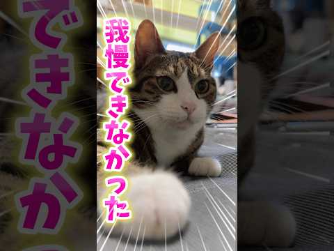 猫の動画サムネイル - 次男に撫でられて最後👀がやばい#cats #shorts #球太