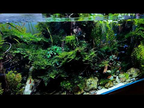 Real Sounds of Aquascaping: 150-Day 120cm Tank Build ASMR | Start to Finish