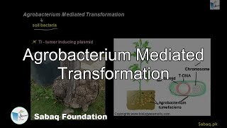 Agrobacterium Mediated Transformation