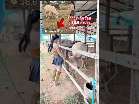 ทะยานสู่ 36.6 ล้านวิว มึนจนดัง เจ๊เผือกสายตึง😂 #funny #farm #buffalo