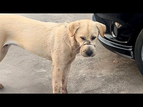 Stray dog's mouth was bound with a wire by cruel person,it can't eat anything for a long time