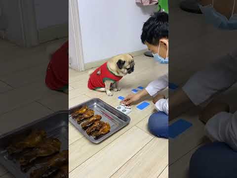 猜麻将赢鸡腿 #pug #萌宠 #萌宠成精了 #萌宠小戏精 #萌宠嗨玩季 #萌宠日常记录