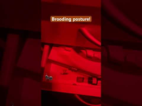 I couldn’t see her eggs anymore, but that brooding posture means possible larvae!